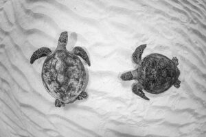 Twin Turtle Textures