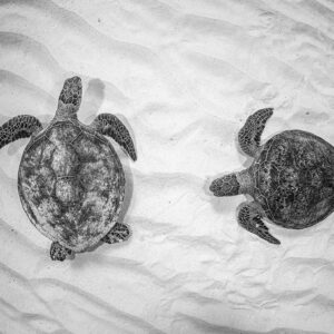 Twin Turtle Textures