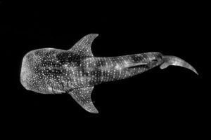 Whale Shark