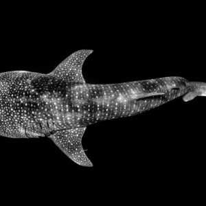Whale Shark