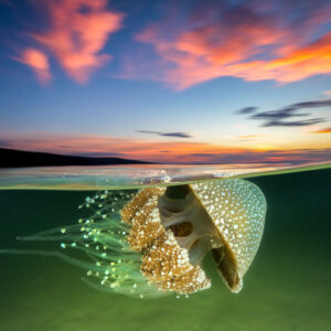 White Spotted Jellyfish Sunset