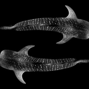 Yin & Yang Whale Shark