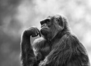 Ape - The Thinker
