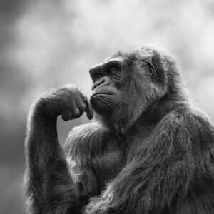 Ape - The Thinker