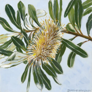 Banksia Integrifolia