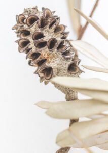 Bleached Banksia II