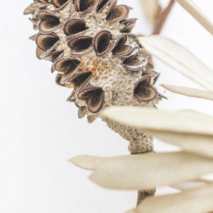 Bleached Banksia II