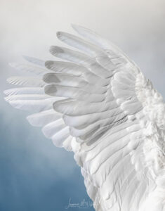 Cockatoo Angel Wings