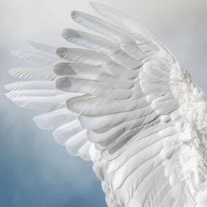 Cockatoo Angel Wings