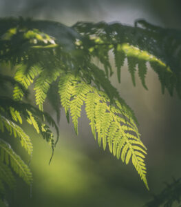 Fern Light Afternoon