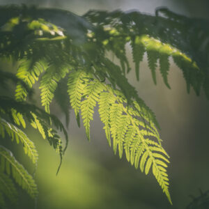 Fern Light Afternoon