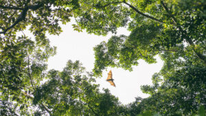 Flying Fox & Figtrees