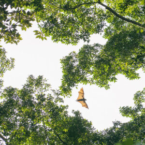 Flying Fox & Figtrees