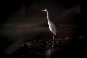Great Egret Sundowner