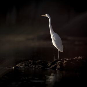 Great Egret Sundowner