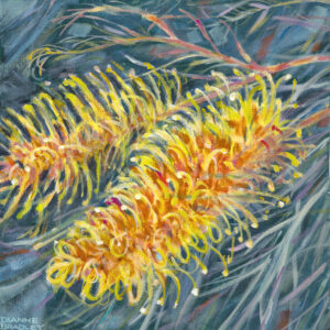 Grevillea