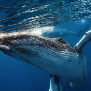 Humpback Hug