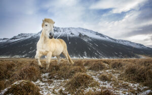 Iceland Horse