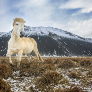 Iceland Horse