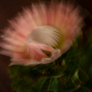King Protea II