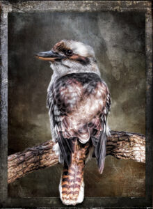 Kookaburra