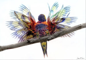 Lorikeet Practicing Using his Wings