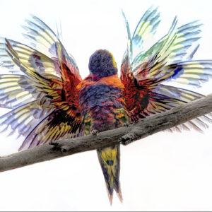 Lorikeet Practicing Using his Wings