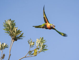 Rainbow Lorikeet