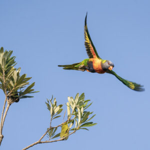 Rainbow Lorikeet