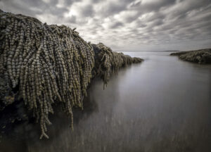 Mermaids of Scottish Rocks
