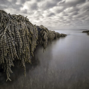 Mermaids of Scottish Rocks