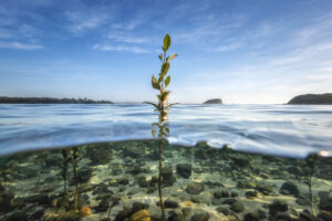 Minnamurra River, Minnamurra NSW