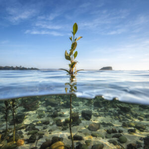 Minnamurra River, Minnamurra NSW