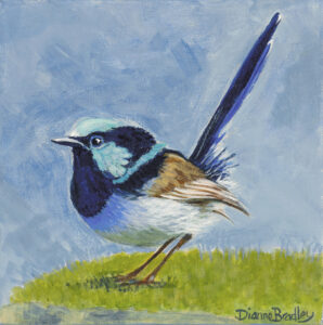 Mr Fairy Wren