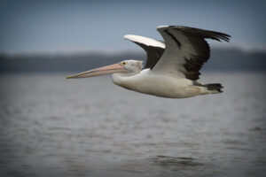 Pelican Flight