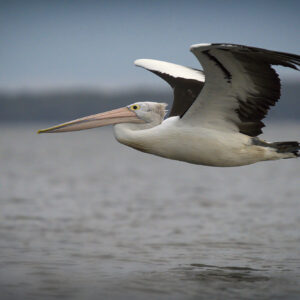 Pelican Flight