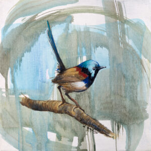 Splendid Fairy Wren