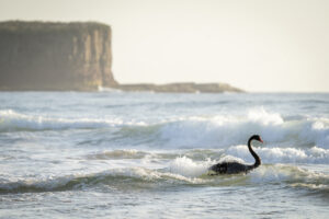 Surf Swan