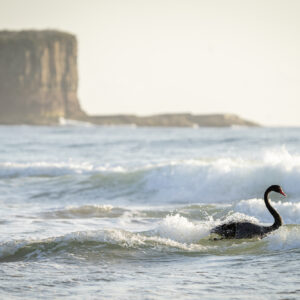 Surf Swan