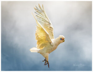The Dance of the Corella