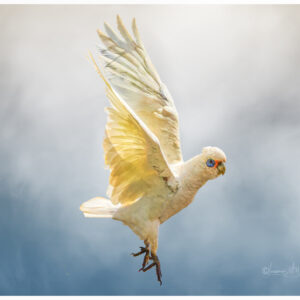 The Dance of the Corella