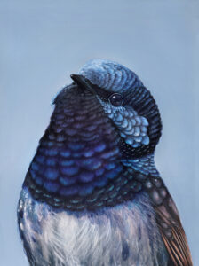 Bobby The Superb Fairy Wren