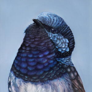 Bobby The Superb Fairy Wren