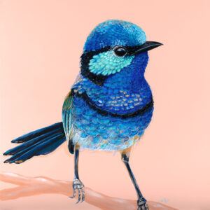 'Charlie' The Splendid Fairy Wren