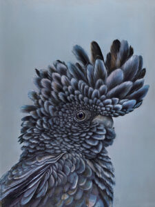 Chester the Red Tailed Black Cockatoo