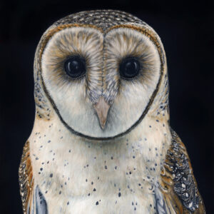 'Faith' the Australian Masked Owl