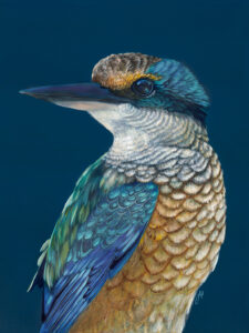 'Fisher' the Sacred Kingfisher