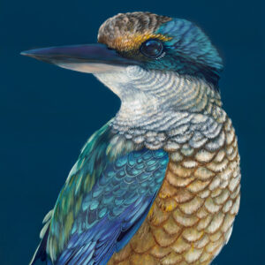 'Fisher' the Sacred Kingfisher