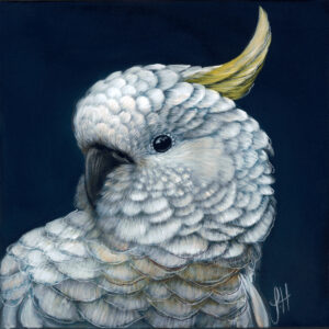 Harry the Sulpher Crested Cockatoo