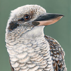 'Tucker' the Laughing Kookaburra